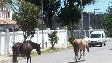 caballos-sueltos