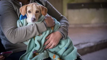 castraciones-san-martin-2webp