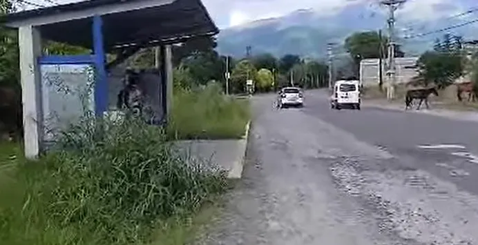 Caballos sobre la RN 51