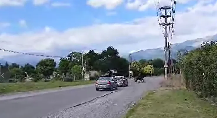 Caballos sueltos en el Valle de Lerma
