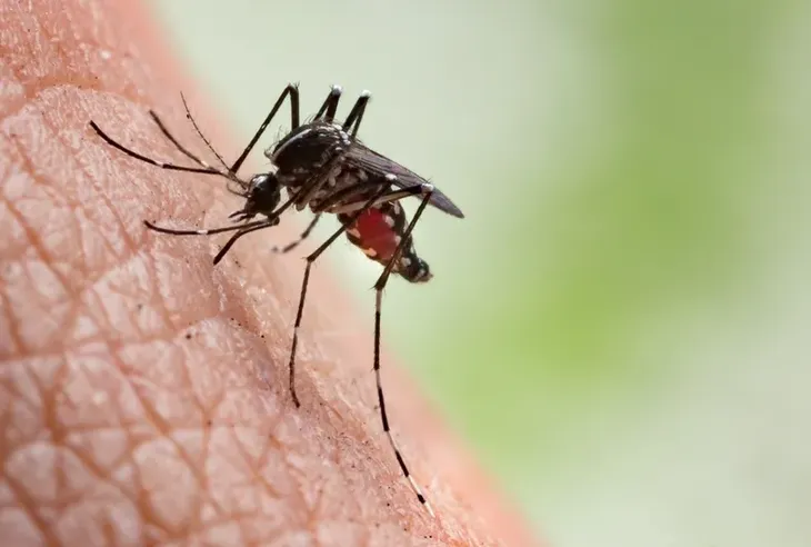 dengue