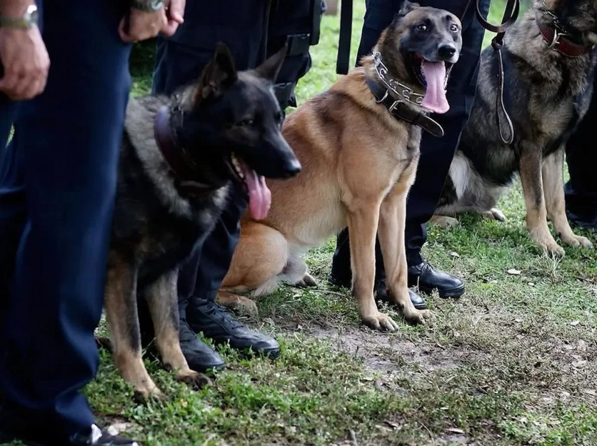 division-canina-salta