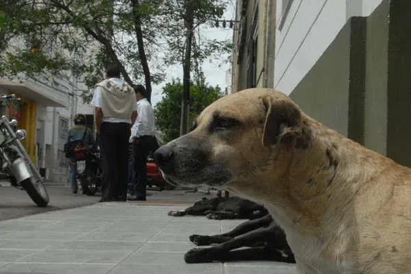 Alertan por la suba de perros abandonados en la zona céntrica de Salta.