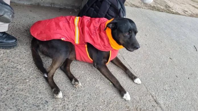 Prepararán prendas de abrigo para perros que viven en la calle.