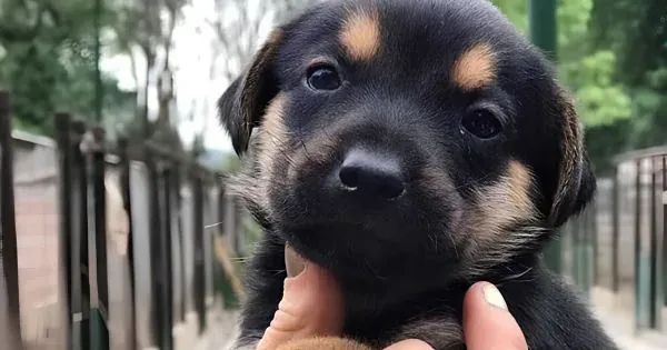 Perritos esperan una familia que les dé amparo en Salta.