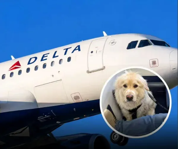 El perro se descompensó durante el vuelo y el avión tuvo que hacer un aterrizaje de emergencia.