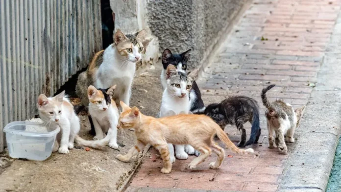 Gatos en situación de calle.