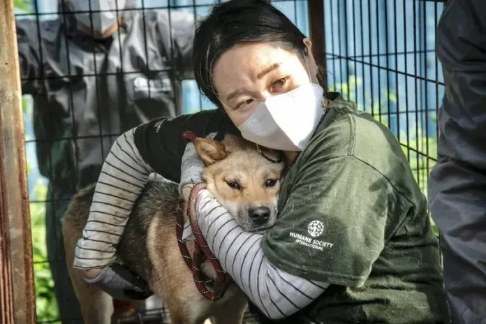Corea del Sur prohíbe el consumo de carne de perro.