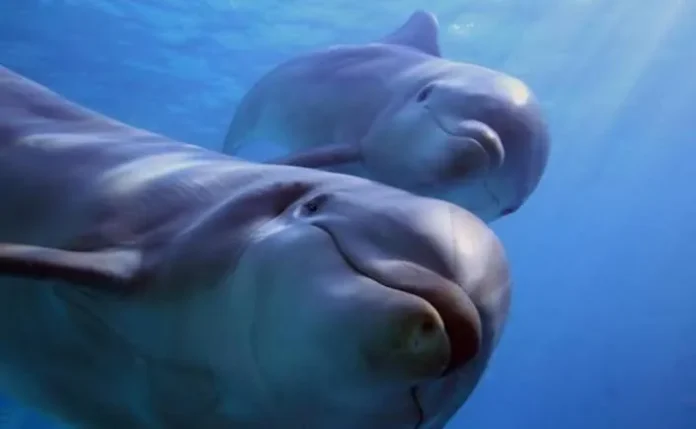 Varios delfines en el agua.