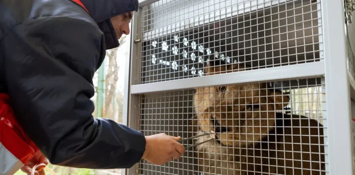 Treinta tigres y leones del ex zoológico de Luján fueron trasladados a santuarios de Estados Unidos y Sudáfrica.