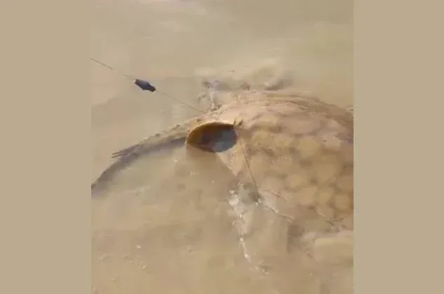 Raya de agua dulce en el río Bermejo.