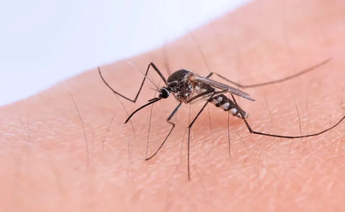 Mosquito que transmite la enfermedad.