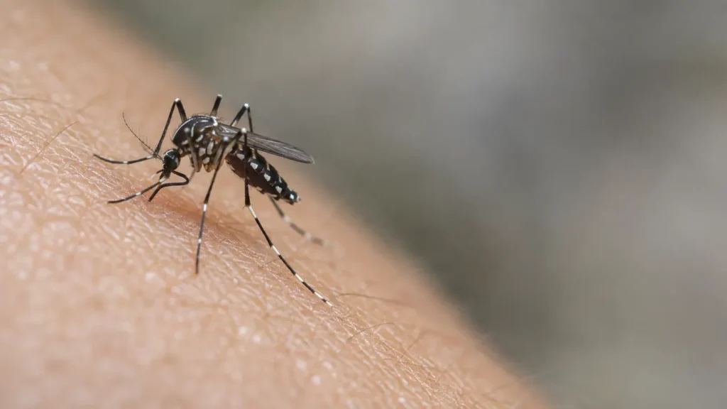 Mosquito de la especie Aedes aegypti.
