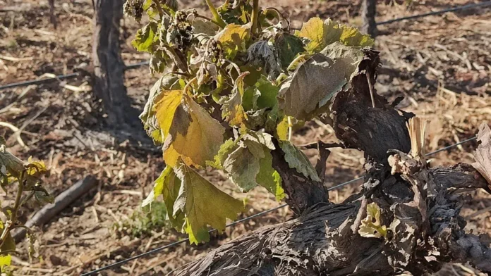 Los viñedos de Cafayate afectados por una fuerte helada.