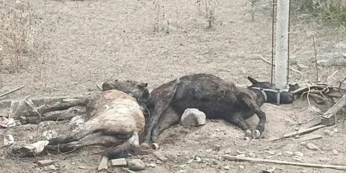 Dos potrillos sin vida fueron hallados en Campo Quijano.