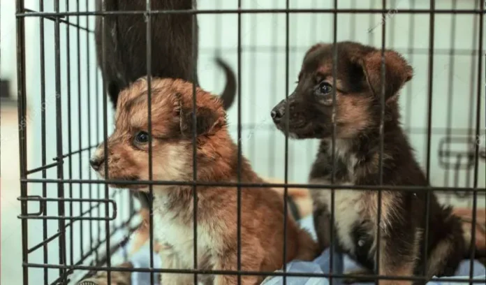 Cachorros sin vacunas y con enfermedades ingresan a Salta desde Bolivia.